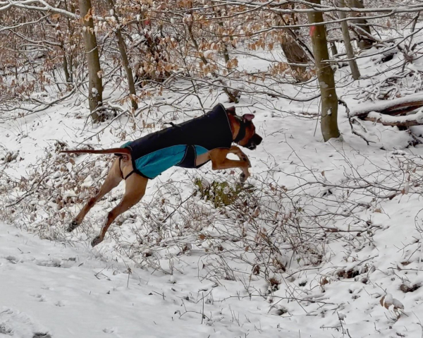 Ein Hund, der einen schwarz-blauen Mantel trägt, springt durch eine verschneite Landschaft, umgeben von Bäumen und spärlicher Vegetation.