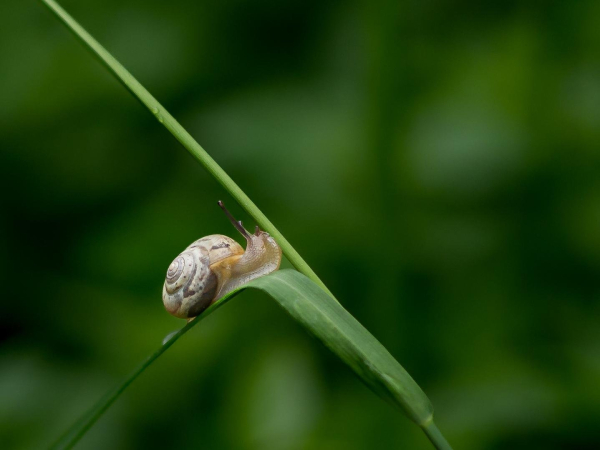 A blade of grass that runs almost diagonally through the picture. On the one existing leaf there is a small snail that is currently angling to crawl upwards. Background is blurred.