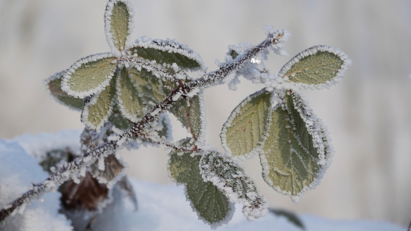 Ein Zweig mit grünen Blättern ist mit Reif bedeckt. Der Hintergrund ist verschwommen und hell. Schnee bedeckt den Boden und Teile des Zweigs. Die Blätter sind spitz zulaufend und haben gezackte Ränder. Der Reif bildet eine weiße, kristalline Schicht auf den Blättern und dem Zweig.