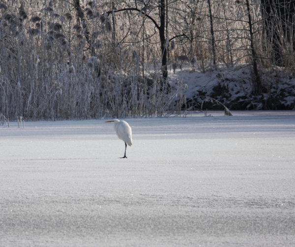 Ein helles Winterbild zeigt einen einzelnen, weißen Reiher, der auf einem gefrorenen See steht. Der See ist mit einer dünnen Schicht Schnee bedeckt, die glitzert. Im Hintergrund befinden sich Uferpflanzen und Bäume, die ebenfalls mit Frost überzogen sind. Die Szene wirkt ruhig und friedlich.
―