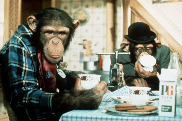 A couple of chimpanzees, dressed up and sitting at a table with teacups and biscuits, in an old PG Tips advert.