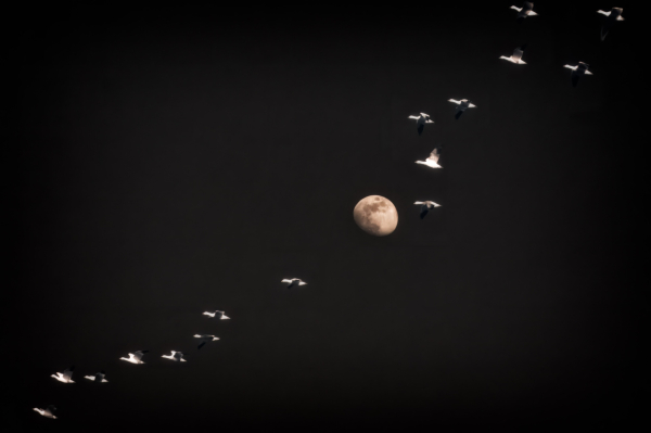 A sedge of cranes flies in a curved formation against a dark sky, with a partially illuminated moon visible in the background.