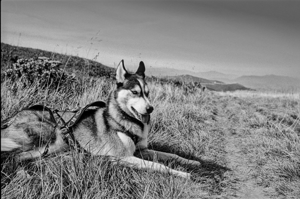 The black-and-white photograph captures a Siberian Husky resting on a grassy mountain trail in the Carpathians. The dog, wearing a harness, lies comfortably on the ground with its tongue slightly out, appearing content and relaxed. The surrounding landscape features rolling hills, tall wild grasses, and distant mountain ranges fading into the horizon. The scene conveys a sense of adventure and freedom, with the Husky enjoying a break in the vast and open wilderness. The monochrome tones enhance the contrast and textures, adding a timeless, classic feel to the image.