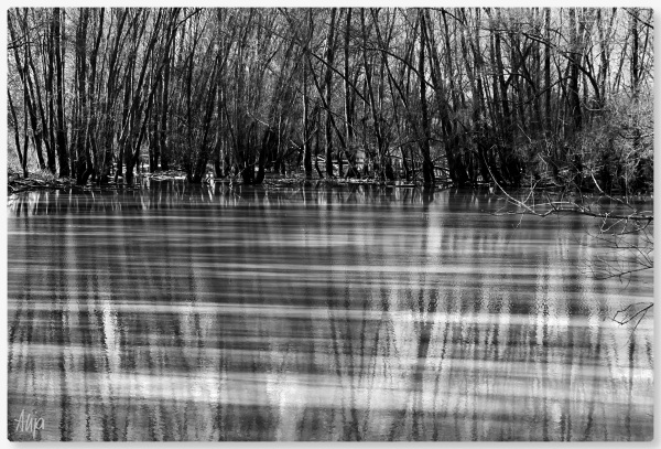 Licht und Schatten auf einem kleinem Tümpel vor einem Stück Bruchwald. Die Bäume werden vertikal im Wasser reflektiert, das Licht wirft horizontale Schatten. Das Bild ist in schwarz-weiß.

Light and shadow on a small pond in front of a piece of forest. The trees are reflected vertically in the water, the light casts horizontal shadows. The picture is in black and white.