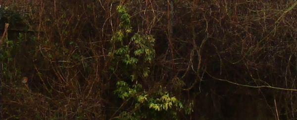 Picture of my back fence with the denuded vines of clematis and honeysuckle, plus some random greenery.  On the far left, sitting on a spiky bush thing, is a robin.