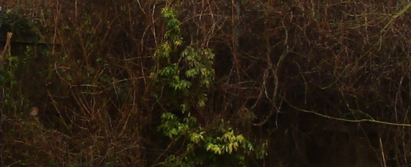 A dark tangle of vegetation. The blorb of color on the left may be a robin. 