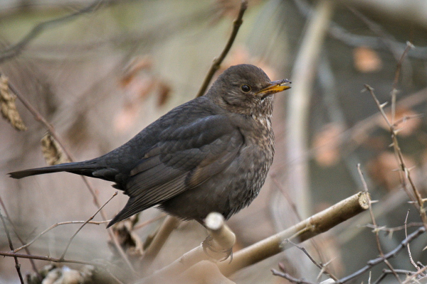 eine junge Amsel sitzt im Gebüsch.