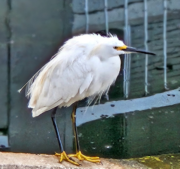 Small white bird on tall, skinny legs with disheveled body feathers overlooking a pond from a concrete drainage fixture.