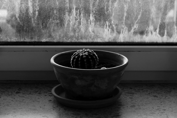 A neglected cactus on a windowsill, with a dirty window pane in the background