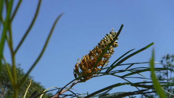 A yellow grevillea flow against a bright blue Brisbane sky.