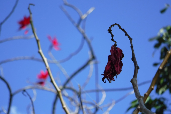 A poinsettia tree. The red flower in the foreground is shriveled and dying, with other bright red flowers in the background against a blue Brisbane sky.