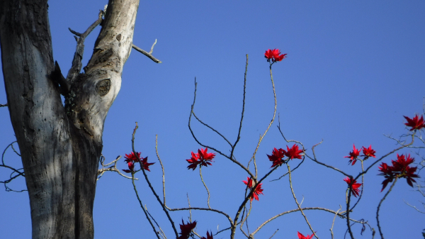 A poinsettia tree with bright red flowers against a blue Brisbane sky. The grey trunk of a gum tree to the right of the image.