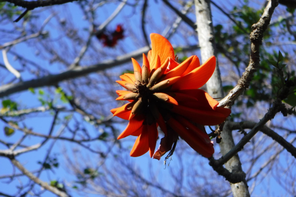 The orange flower of a coral tree. The blue Brisbane sky is visible through the branches behind.