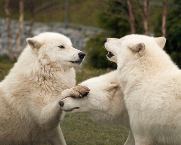 three white wolves, two face to face, and one whose head is down between the two, with another wolf's paw over its eyes