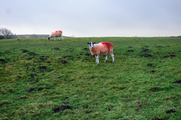 Two sheep with red markings graze on a green hillside under a cloudy sky, one sheep standing prominently in the foreground and the other grazing behind.