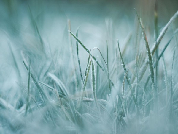 Grass, close up, covered in hoarfrost. Bokeh in the background, delicate.