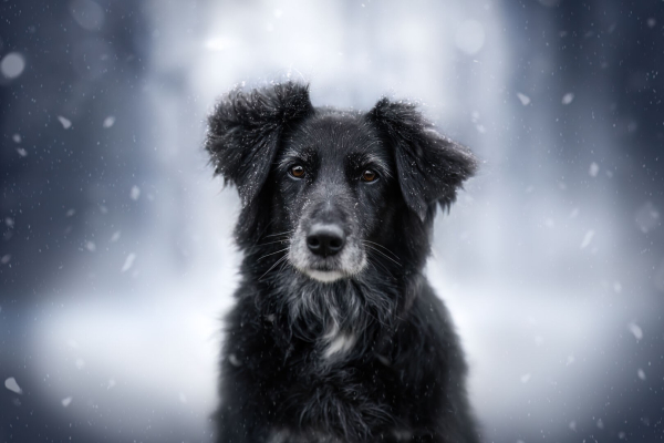 Black dog sitting in front of snowy dark background