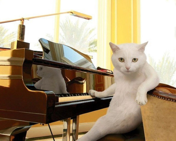 white cat sitting at a piano like a human, with one arm over the seat, and one paw on the keyboard, looking at the camera like he's about to say something