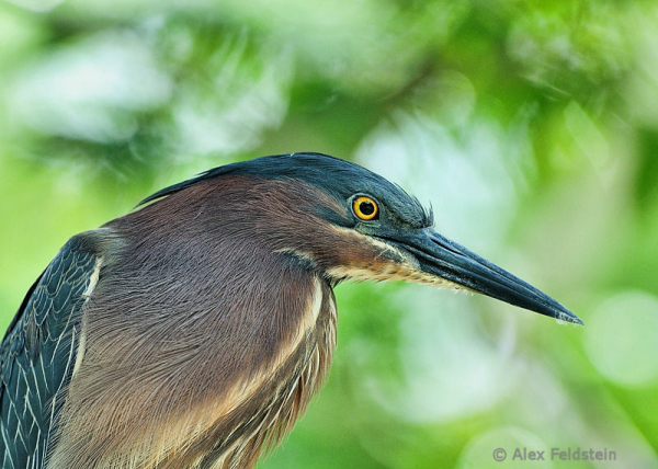 Green Heron portrait