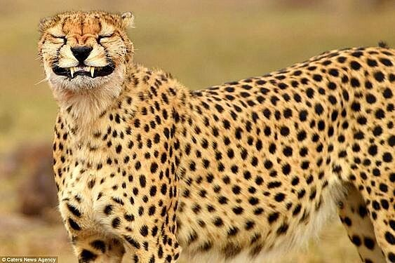 cheetah looking goofy with its eyes closed and its upper teeth exposed in a smile-like pose