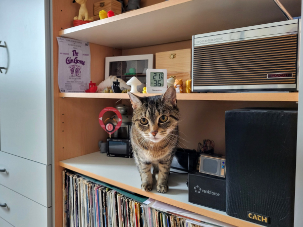 Tigerkatze steht auf einem Regal. Neben und über ihr diverses elektronische Geraffel und Staubfänger. Unter ihr stehen Schallplatten.