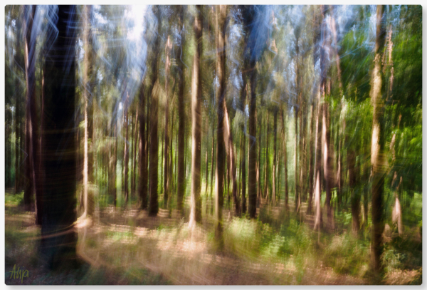 Ein mit Absicht verwackeltes Foto (ICM) von einem Weg durch einen Wald. Die braunen Stämme werden zum Teil von der Sonne beleuchtet, spärliches Grün leuchtet ab und zu durch, ein wenig Blau vom Himmel ist am oberen Bildrand zu erkennen. Durch die Bewegung scheinen sich die Bäume um sich herum zu drehen. 

A deliberately blurred photo (ICM) of a path through a forest. The brown trunks are partially illuminated by the sun, sparse green shines through from time to time, a little blue from the sky can be seen at the top of the picture. Due to the movement, the trees appear to be turning around themselves.