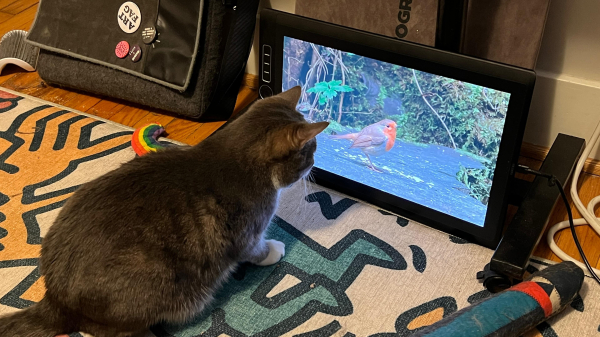 grey tabby Kitten stares intently at a video of a small bird feeding on seed plays onscreen of a tablet that is propped on its side on the floor.