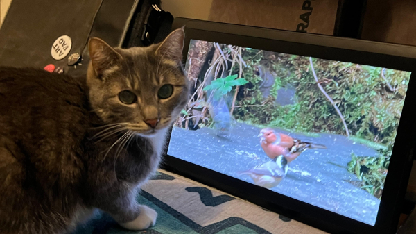 grey tabby Kitten stares wide-eyed back at the camera while facing a large tablet that is propped on its side. a video plays on the screen where birds fly in and out to feed on birdseed that has been left on a stump.