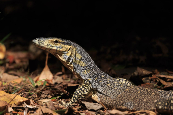 A close up of the front half of a Lace Monitor. 

This large (1.2m approx long) lizard is an adept tree climber but also very comfortable on the ground. 

It had speckled skin of black with yellow dots, with yellow skin on the face. Its snout is pointed and it has tree climbing claws on its limbs. 