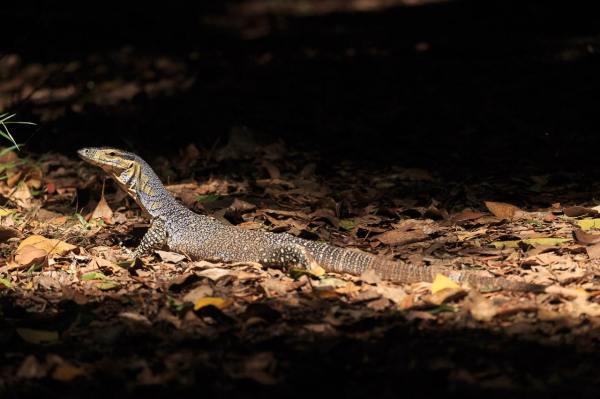 The full lizard in a patch of sun on the leaf covered path. 