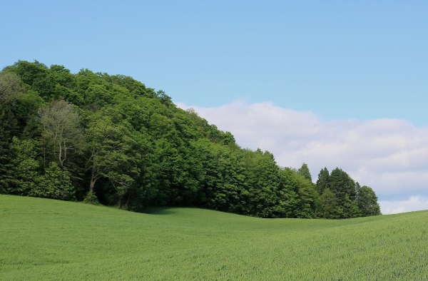 Photograph of a hilly green field bordered by green forest, coming like a wave from the left of the picture, under a blue sky with white clouds over the horizon at the right of the trees.