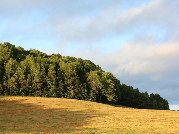 Photograph of a golden field, bordered by green forest coming like a wave from the left of the picture, under a soft yellow light and blue cloudy sky.