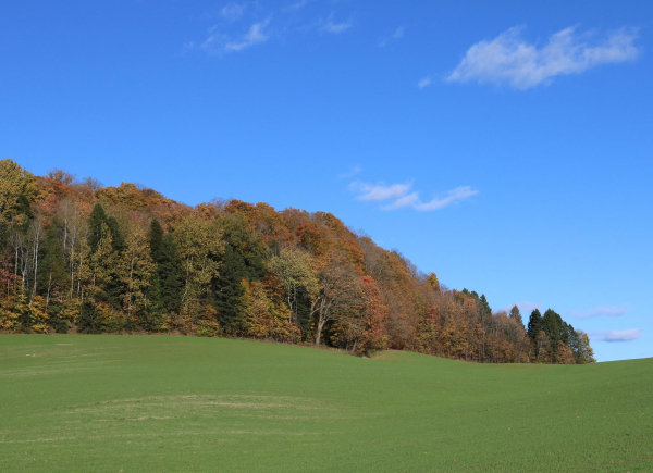 Photograph of a hilly green field bordered by a red, yellow and green forest, coming like a wave from the left of the picture, under a very blue sky with small white clouds  at the right of the trees.