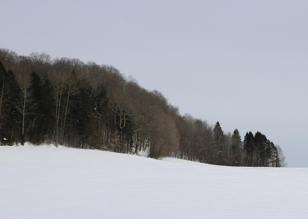 Photograph of a hilly white and snow covered field bordered by a forest of leafless trees and green conifers, coming like a wave from the left of the picture, under a very pale blue and cloudy sky.