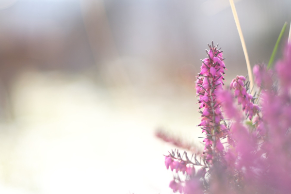 Rechts blühende Erika, links Bokeh