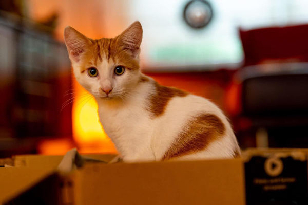 Ein kleiner Kater sitzt in einem Karton und schaut direkt in die Kamera. Er hat weißes Fell mit einigen rotbraunen Flecken. 
Im Hintergrund, in der Unschärfe, sieht man noch eine Lampe, die gelblich leuchtet, sowie Möbel 