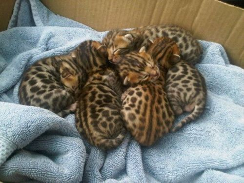 A group of seven tiny kittens with spotted coats are cuddled together on a light blue towel inside a cardboard box. They appear to be sleeping closely, forming a cluster with their eyes closed.