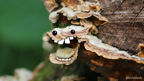 Photo of bracket fungi on an old tree stump. One pair looks like an open mouth, with a pale green tongue. I have added teeth and eyes. 