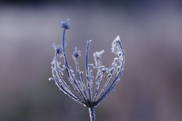 A close-up of a withered flower most likely from a wild carrot, dausus carota. The flower is filled with frost and has a shape simillar to a basket. The background is blurry and smooth with no texture and changes colours from warm to cold.