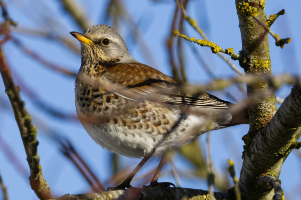 Eine Wacholderdrossel (Turdus pilaris) steht auf dem Ast eines Obstbaums und wendet dem Betrachter das Profil zu.
Der obere Rücken, die Schulterfedern und die Oberflügeldecken sind rötlich braun; Kopf, hinterer und seitlicher Hals sowie hinterer und unterer Rücken sind hellgrau. Der Kopf zeigt einen deutlichen weißlichen Überaugenstreif. Kehle, Vorderhals und obere Brust sind auf ockergelbem Grund schwärzlich gestrichelt, die Flanken zeigen auf meist etwas blasser rötlich beigem Grund dunkle, pfeilspitzenähnliche Flecken. Die übrige Unterseite des Rumpfes, die Unterschwanzdecken sowie die Unterflügeldecken sind weiß. Die Schwingen sind dunkel graubraun und schmal hell gerandet. Der Schwanz ist schwarzgrau.