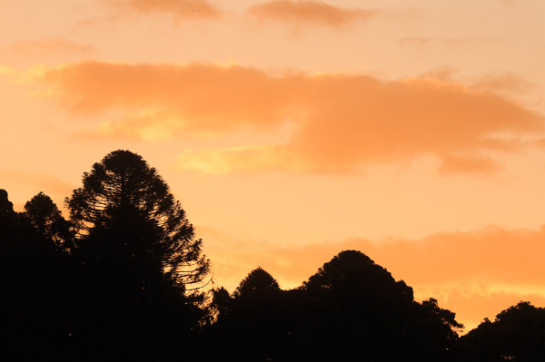 An orange sky with richer orange clouds above silhouetted Bunya Pines on a mountain ridge. 