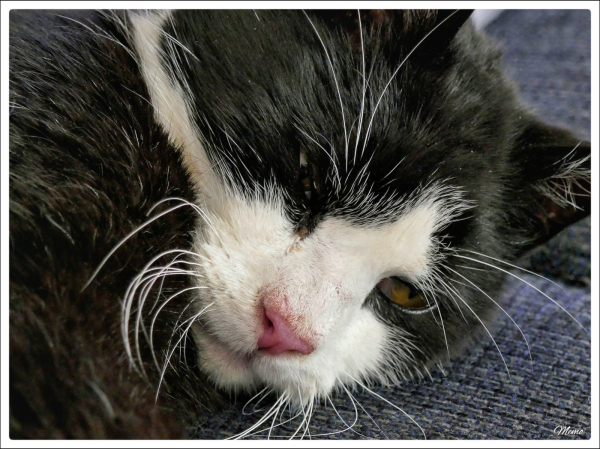 Bildbeschreibung:
Die “BeKa” liegt dösend auf der Couch.