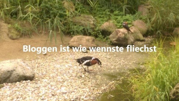 Bloggen ist wie wennste fliechst