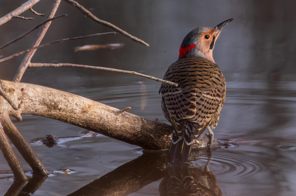 Photograph of a northern flicker standing on a bark-less dead tree branch that is partially submerged in dark brown water. The flicker is facing away from the camera and has turned its head to the right in profile leaving one eye visible. The flicker has a water droplet running down its beak indicating it has just taken a drink. Flickers have brown back and tail feathers with black barring and scalloping, yellow undertail and underwing feathers, light brown abdomen and chest feathers with black spotting, a prominent black bib, tan neck and face feathers, gray head feathers with a vivid red crescent across the back of the head, a long black patch next to the beak, a slightly curved black beak, and gray legs and feet.