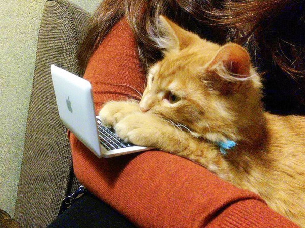 orange kitten lying in the crook of an authority's arm, with her paws on a tiny laptop