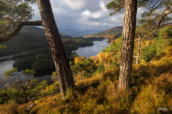 Two scots pine trees lean slightly outwards creating a beautiful frame through which a loch surrounded by autumn colours can be seen. Dappled light plays across the view creating moments of brilliant yellow and orange. 