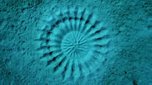 Still frame from an Attenborough video about a Pufferfish creating a Mandala on the ocean floor