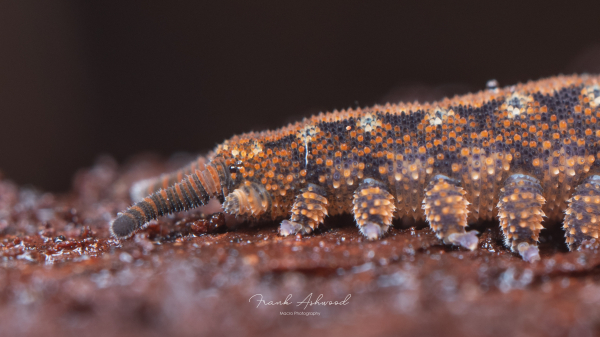 A photograph of a velvet worm - an orange and purple-patterned invertebrate composed of many soft segments and tiny spined legs. The velvet worm has long, segmented antenna and a pair of organs on its head which squirt glue for prey capture.