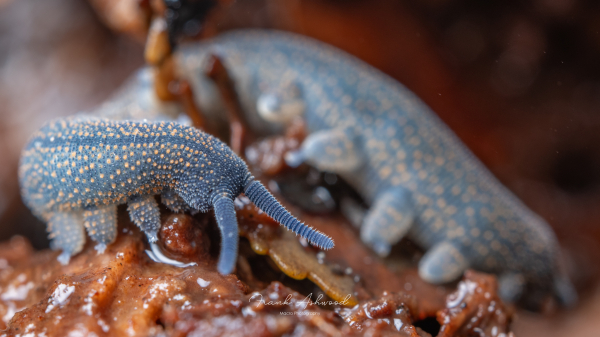 A photograph of a velvet worm - an Blue and yellow-patterned invertebrate composed of many soft segments and tiny spined legs. The velvet worm has long, segmented antenna and a pair of organs on its head which squirt glue for prey capture.