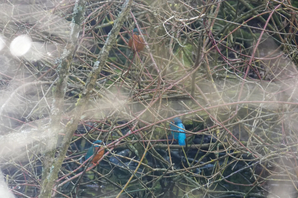 Three common kingfisher hiding in bare bush near water